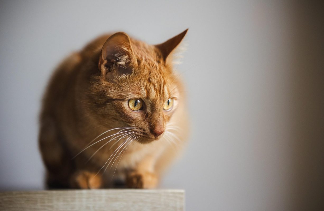 How to Create a Pet-Friendly Home Without Sacrificing Space
